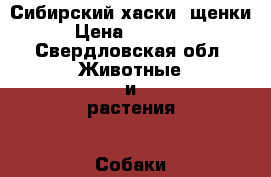 Сибирский хаски, щенки › Цена ­ 10 000 - Свердловская обл. Животные и растения » Собаки   . Свердловская обл.